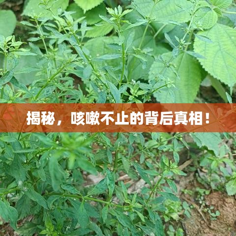 飞奇钩货