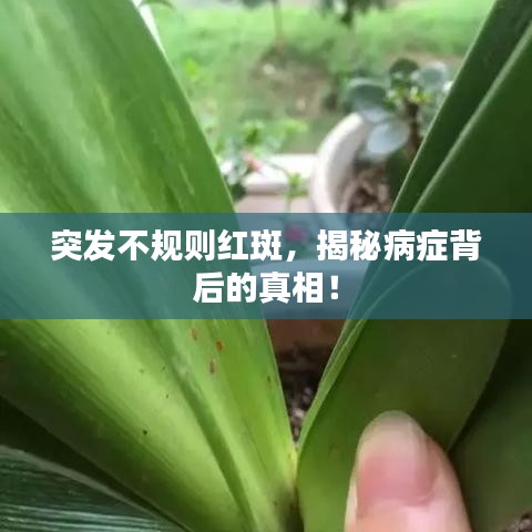 蛙蟆胜负